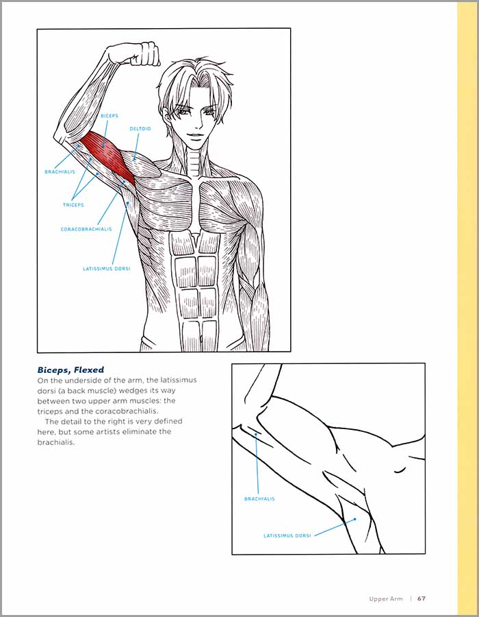 Basic Anatomy for the Manga Artist | Christopher Hart Books