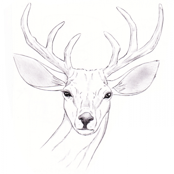 How to draw Real Animals – Deer | Christopher Hart Books