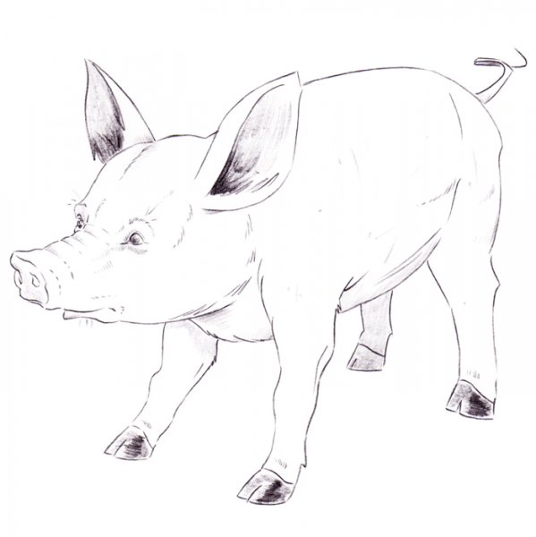 How to draw Real Animals – Pig - Christopher Hart Books